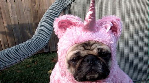 50 Funny Dog GIFs | The BarkPost|50 Funny Dog GIFs | The BarkPost|50 ...
